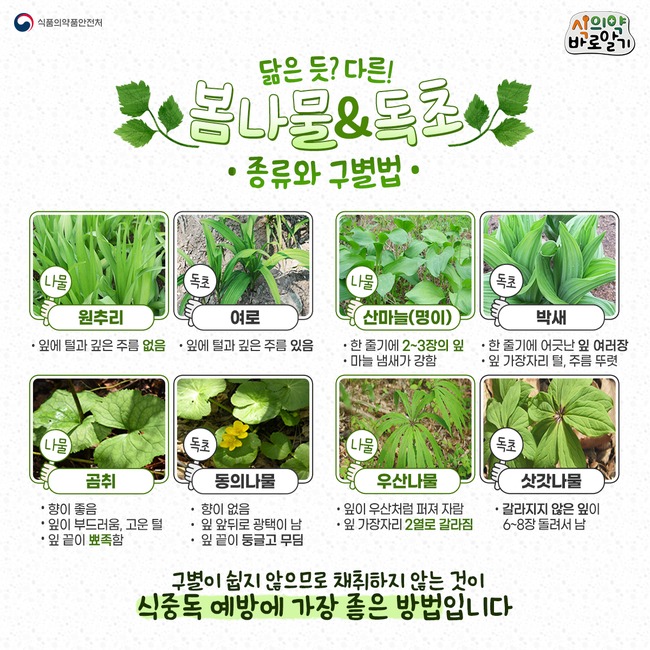 ▲ 봄나물 닮은 독초의 종류 및 구별법 (이미지=식품의약품안전처)