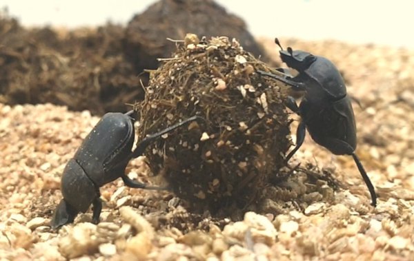 경단 굴리는 소똥구리 한쌍(사진=환경부 제공)