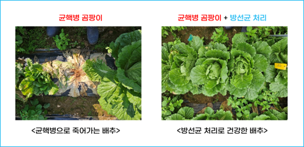 방선균처리와 비처리한 배추 비교사진. (사진=국립생물자원관 제공)