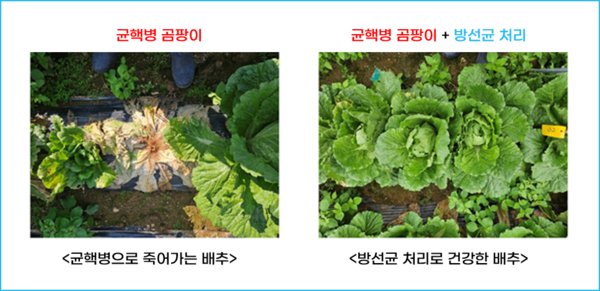 방선균처리와 비처리한 배추 비교사진. (사진=국립생물자원관 제공)