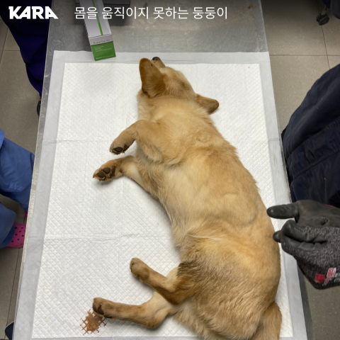 [이슈&]"줄기세포 치료, 다리 마비된 반려견 보행 개선에 큰 효과"