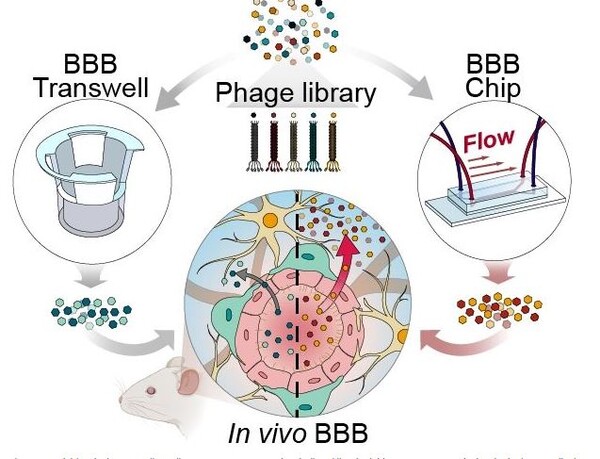 트랜스웰(BBB Transwell)과 미세유체 장기칩(BBB Chip) 기반 파지디스플레이 스크리닝 비교 모식도. 사진=UNIST 제공