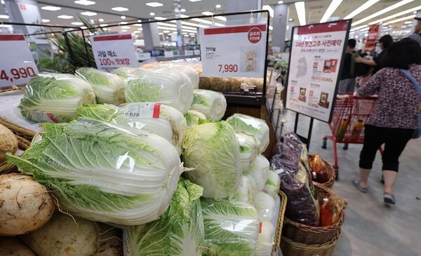 [한컷뉴스]치솟는 배춧값...금사과 이어 이젠 '금배추'