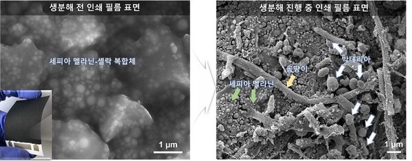 생분해 전 인쇄필름(왼쪽)과 생분해가 진행중인 필름표면. 사진=KAIST